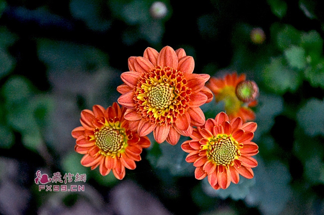 娃哈哈集团：又发紧急声明！新愁旧怨难解，遗留问题很多，宗馥莉面临内耗不少