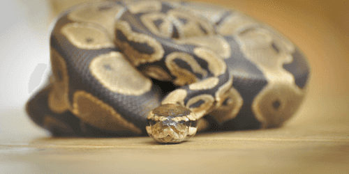 Execute Python in an Oozie workflow Execute Python in an Oozie workflow