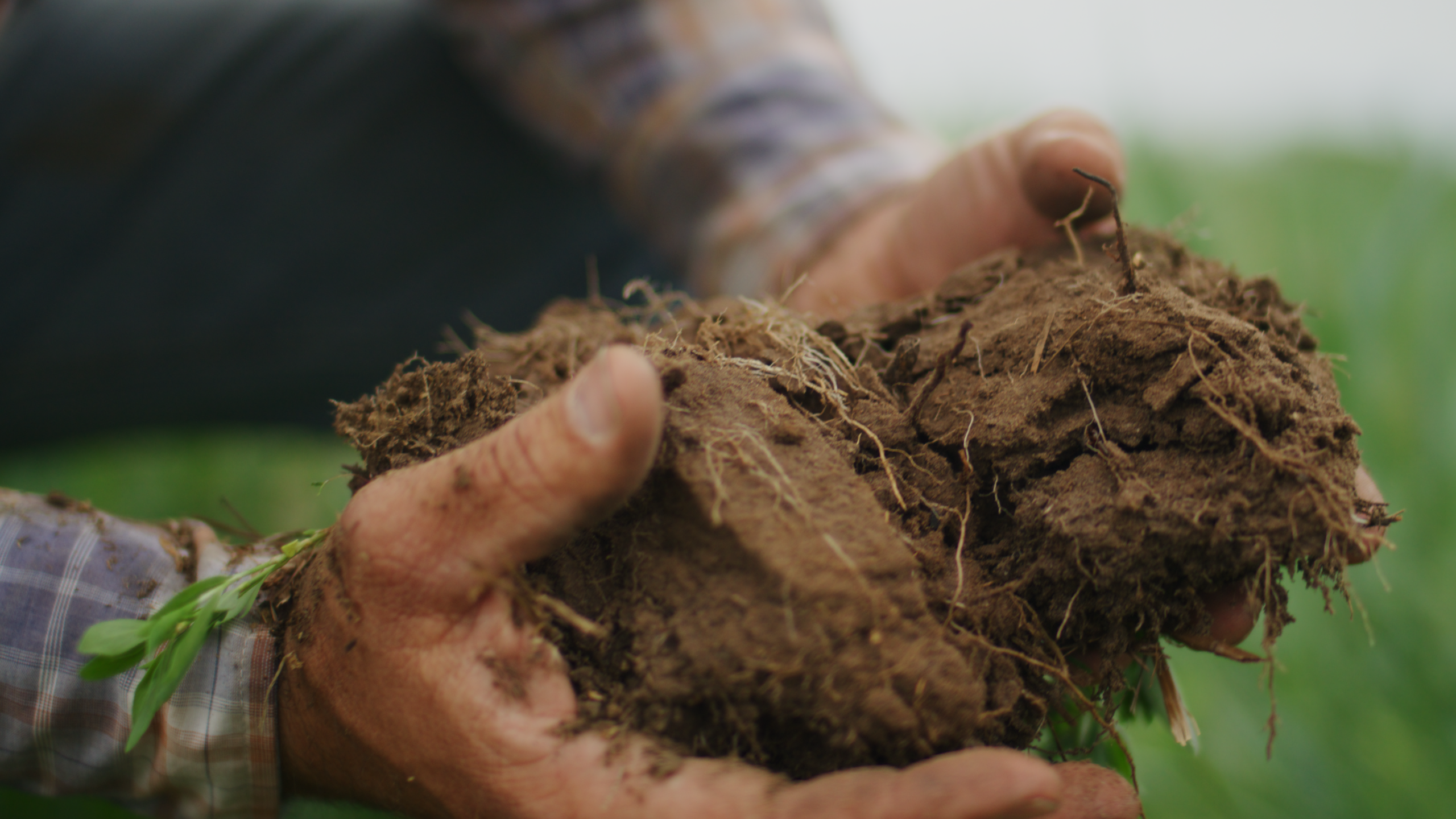 someone holding a clump of soil