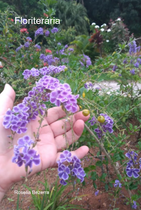 Floriterária