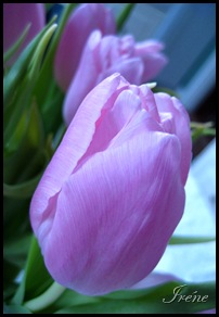 IMG_5822a