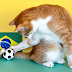 [Guest post] Standard Essential Patent Litigation in Brazil: A Short Story of Sharp Practices