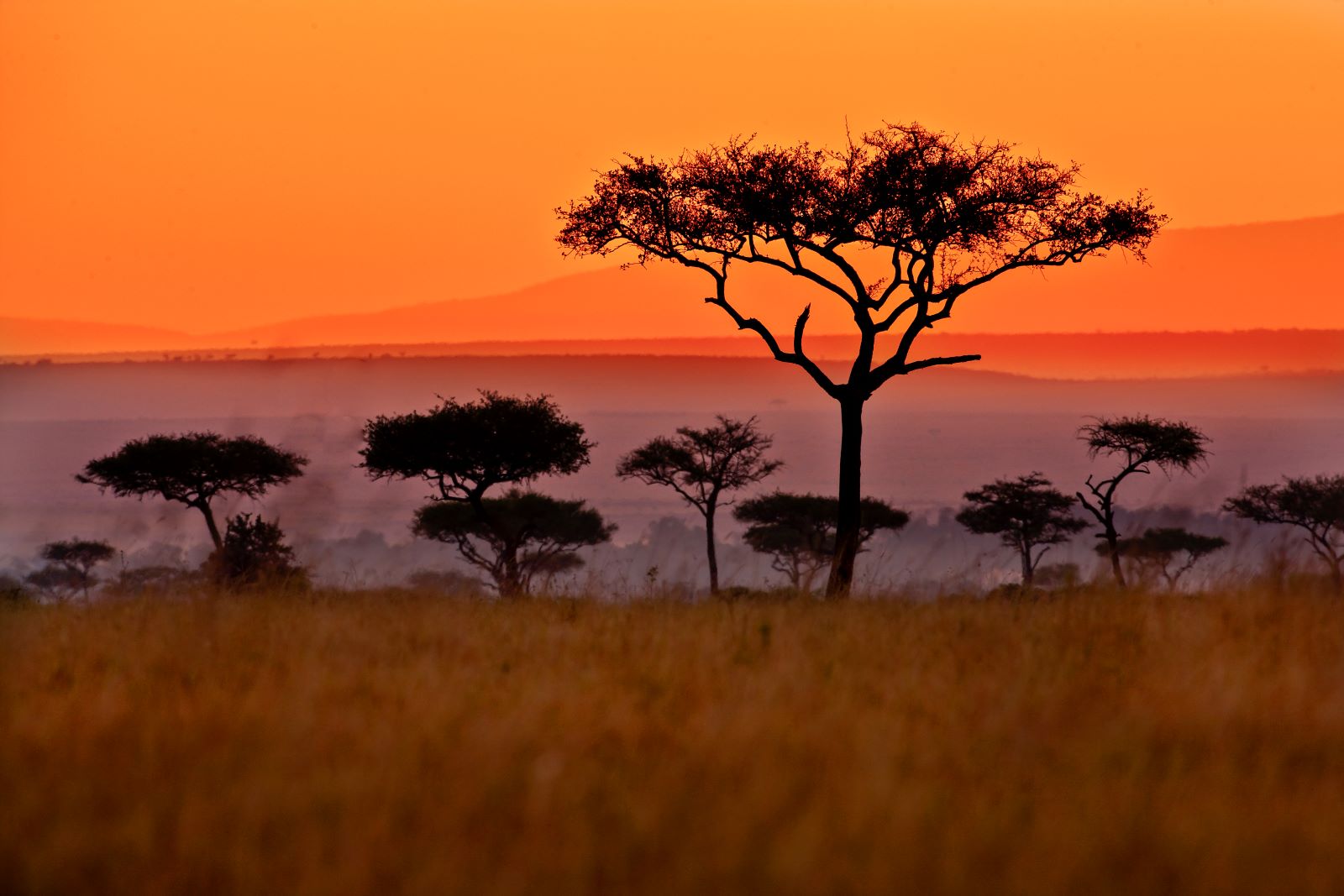 a sunset over a African plains