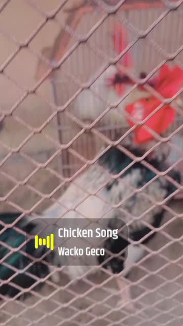 Annyiebaloch Annyiebaloch