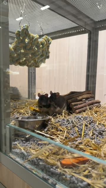 Shah Hussain🇬🇧