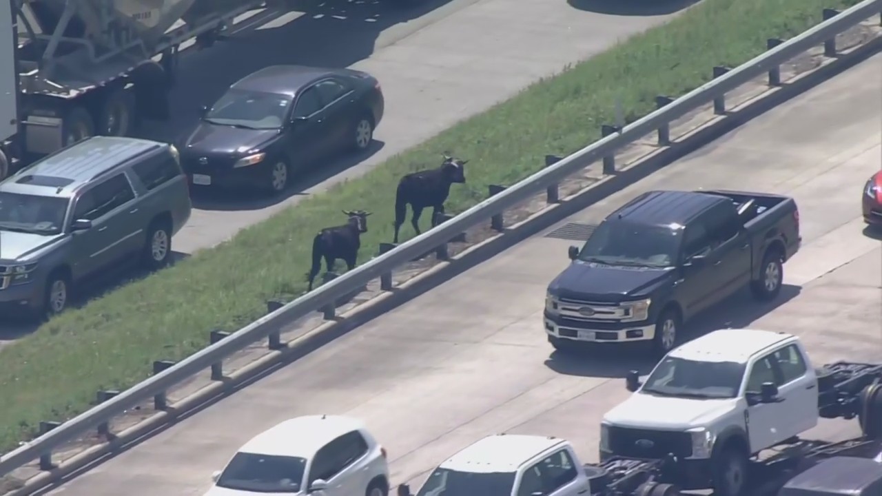 Cows run loose on I-45 in Houston
