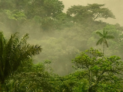 Une forêt dense avec des arbres et du brouillard.
