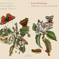 Perle del Piemonte: Violin Music in 18th-Century Italy