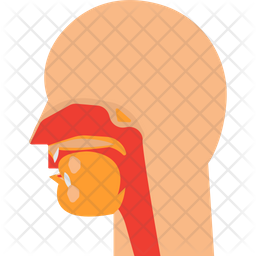 Nasal canal  Icon