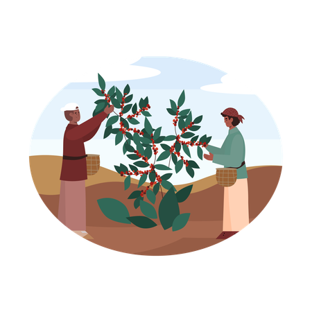 Bauern ernten Kaffeebohnen vom Busch  Illustration