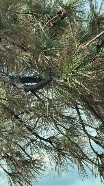 🧿🌻Valeri Quintana🌻🧿