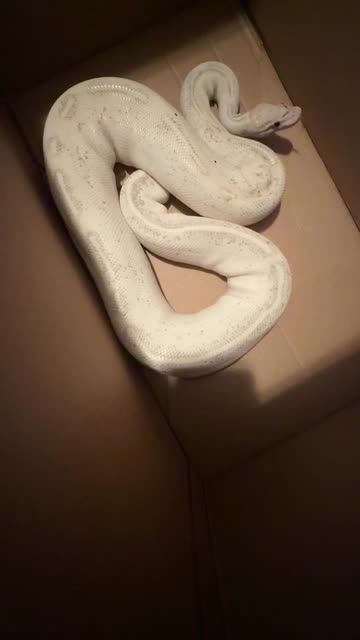 😌💀By An Artist🌎🎨