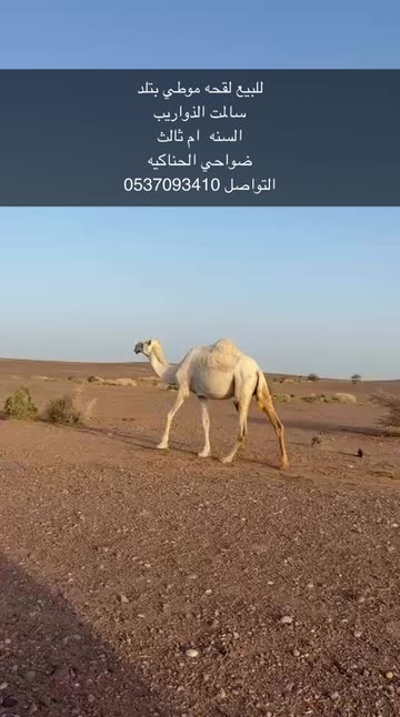 حراج الحناكية الاول 1🥇