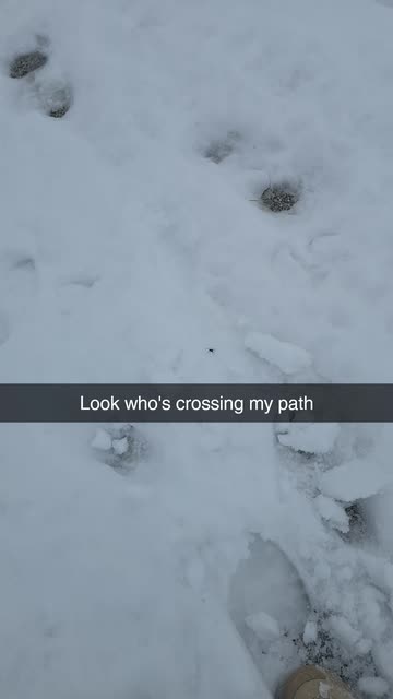 𝓔𝓶𝔃𝔂 𝓧𝓸𝔁𝓸