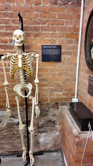 thebonemuseum