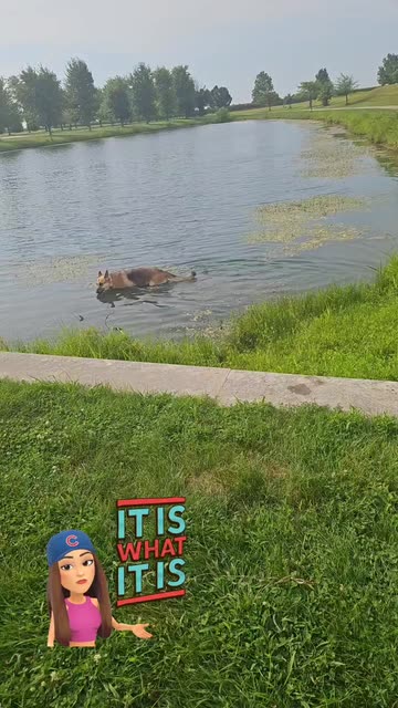 DogStars..... Creator