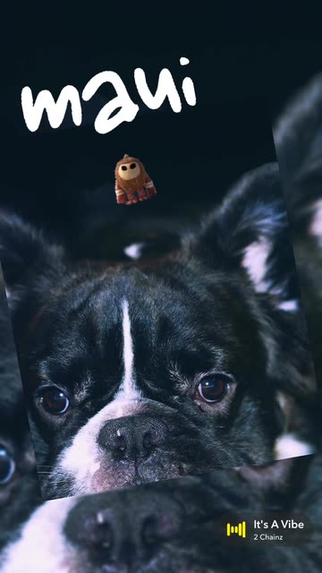 BLUCIFERS BULLIEZKENNEL