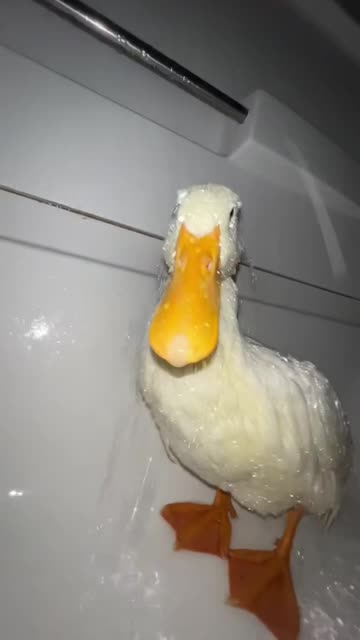 𝓣𝓱𝓮𝔂𝓯𝔀𝓬𝓸𝓾𝓻𝓪𝓰𝓮