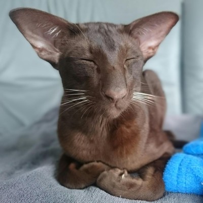 Avatar of Pol Dellaiera