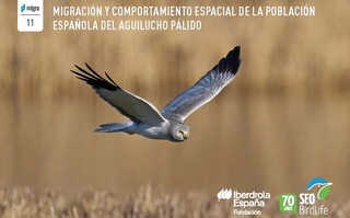 portada-aguilucho-palido Vicente