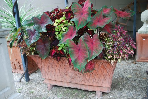 red-caladium-container.jpg