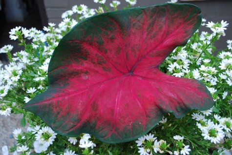 red-caladium-and-scaevola.jpg