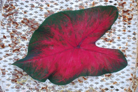 red-leaved caladium.jpg