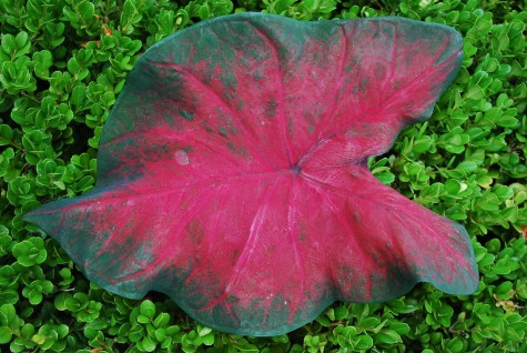red-caladium-and-boxwood.jpg