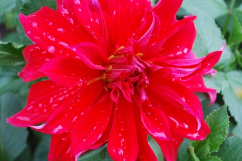 red-dinnerplate-dahlia.jpg