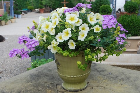 yellow-potunias-and-verbena.jpg