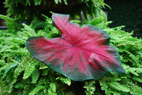 red-leaved-caladium.jpg