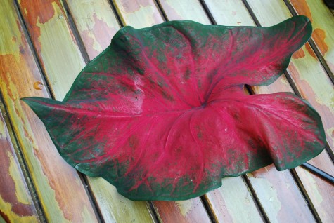 caladium-postman-joyner.jpg