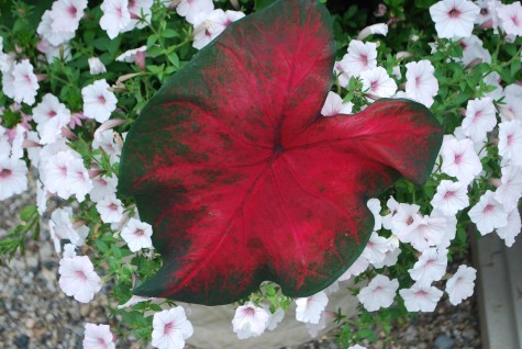 red-caladium.jpg