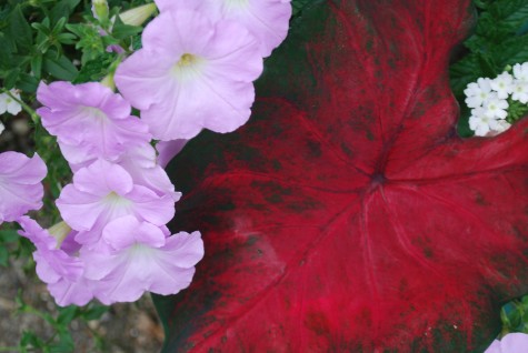 red-caladium.jpg