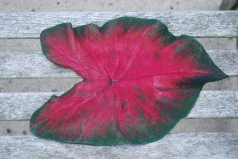 caladium-leaf-and-bench.jpg