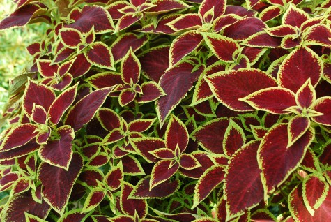 coleus.jpg