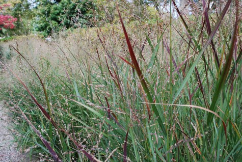 panic-grass.jpg