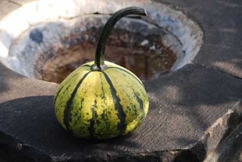 ornamental-gourd.jpg