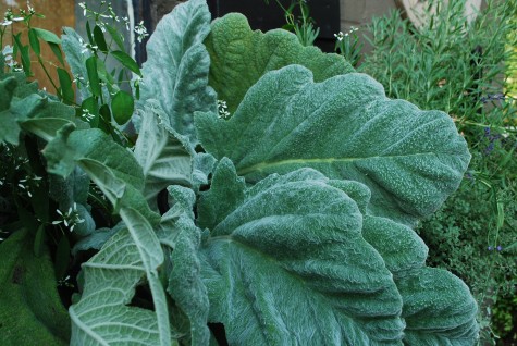 salvia-in-fall.jpg