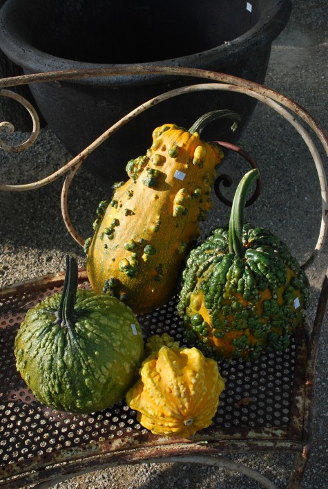 Lunch-Lady-gourd.jpg
