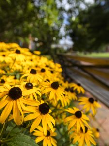 Flowers on the Johns Hopkins University Homewood campus.