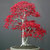 Daniel Warner thumbnail