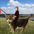 Andrew Sheng thumbnail