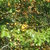 neuralpathway89 thumbnail