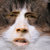 lizjohnson thumbnail