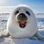 Sea Puppy thumbnail