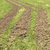 grassy_waves thumbnail