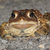 TalksToToads thumbnail