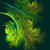 encyclia83 thumbnail