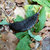 arion_rufus thumbnail